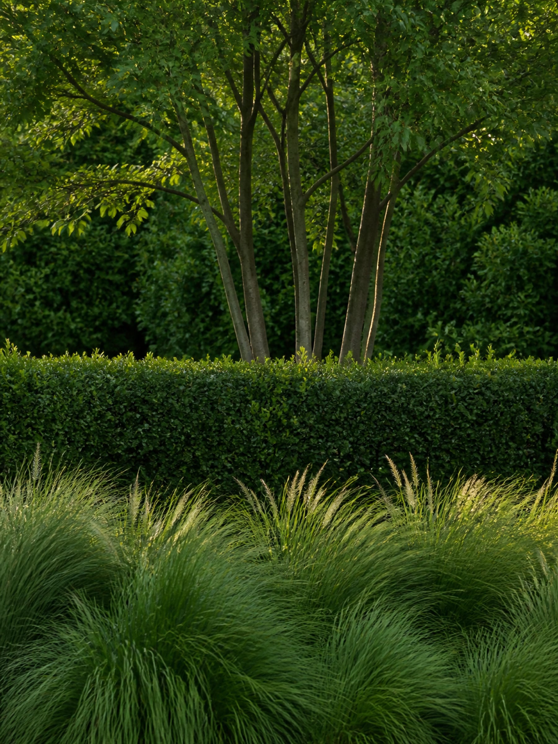 A clipped hornbeam hedge under a multi-stem tree, with a low bank of fountain grass in flower along the front