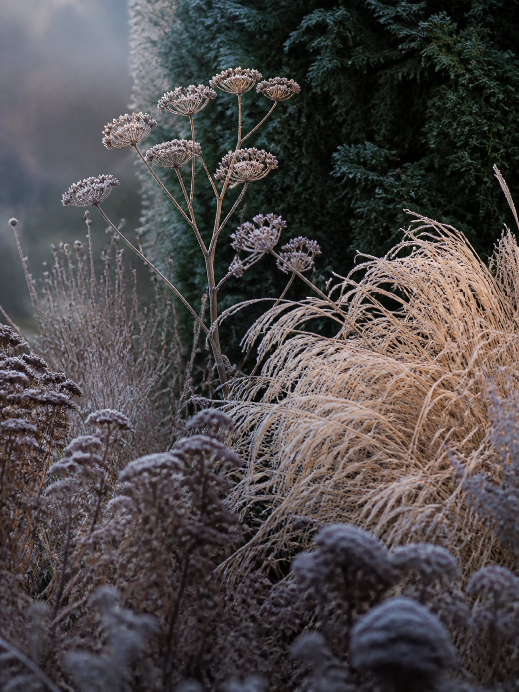 Frost on seed heads, faded perennials and pale miscanthus grass standing in front of a dark evergreen on a winter morning